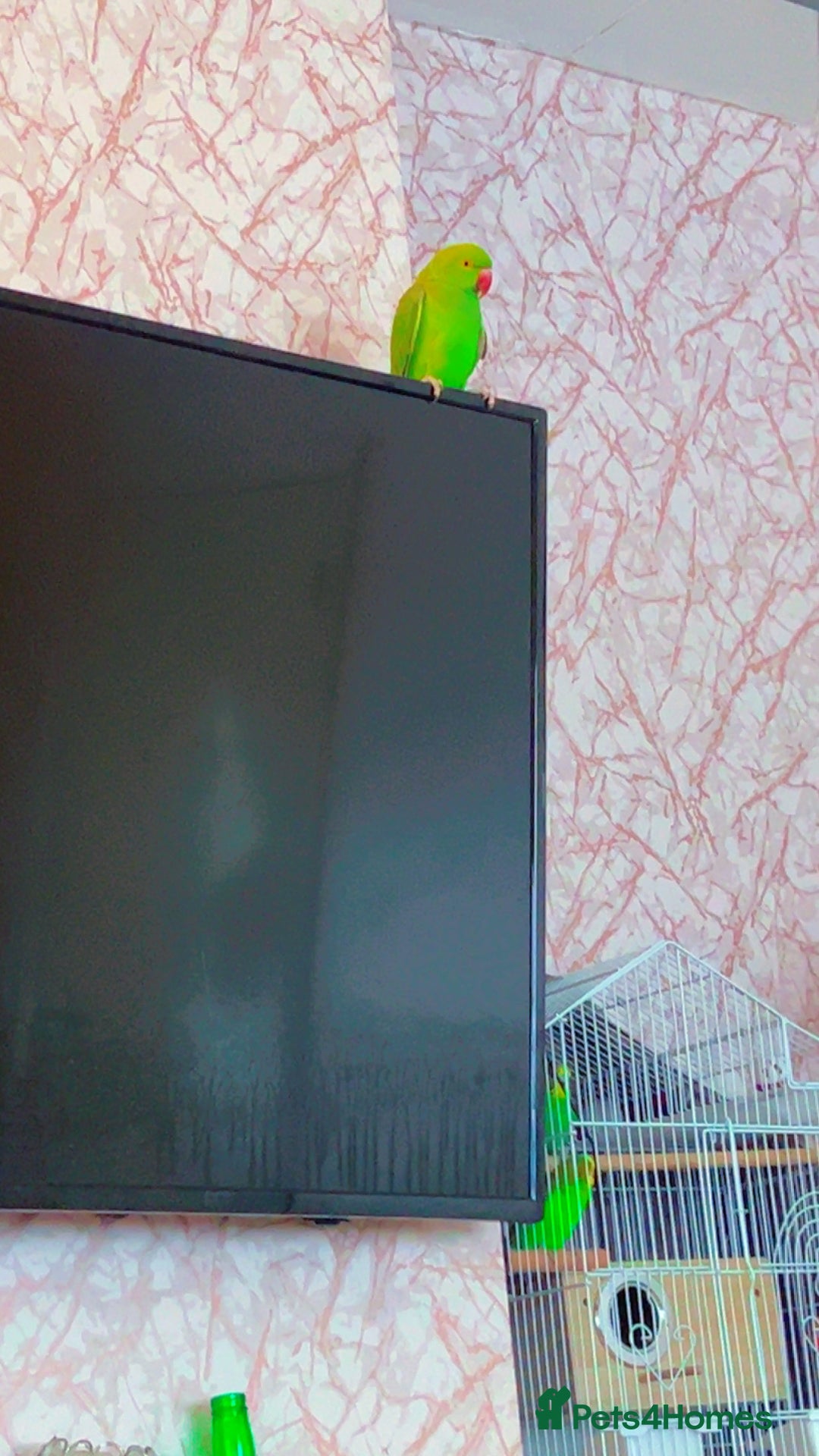 Ringnecks birds for sale: Ring neck  - Advert 2