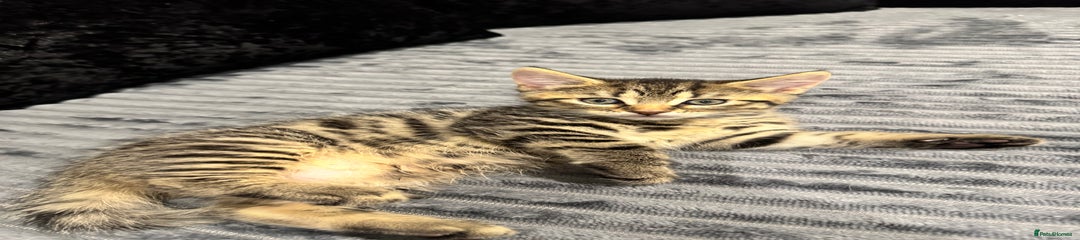 Mixed Breed Kitten 2