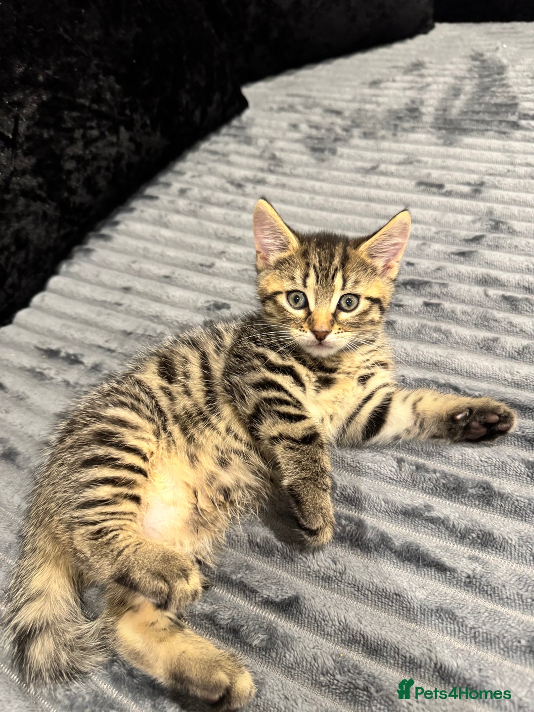 Mixed Breed cats for sale: 2 gorgeous girls  - Image 2