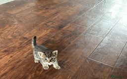 Mixed Breed cats for sale: 4 beautiful kittens for sale - Image 7