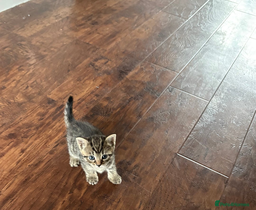 Mixed Breed cats for sale: 4 beautiful kittens for sale - Image 7