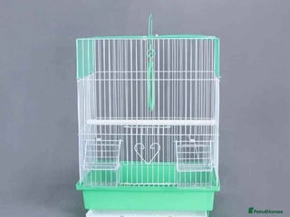 Budgerigars birds Budgie cage - Advert 17