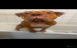 Mixed Breed dogs for sale: Beautiful Girl, sad circumstances  - Advert 2