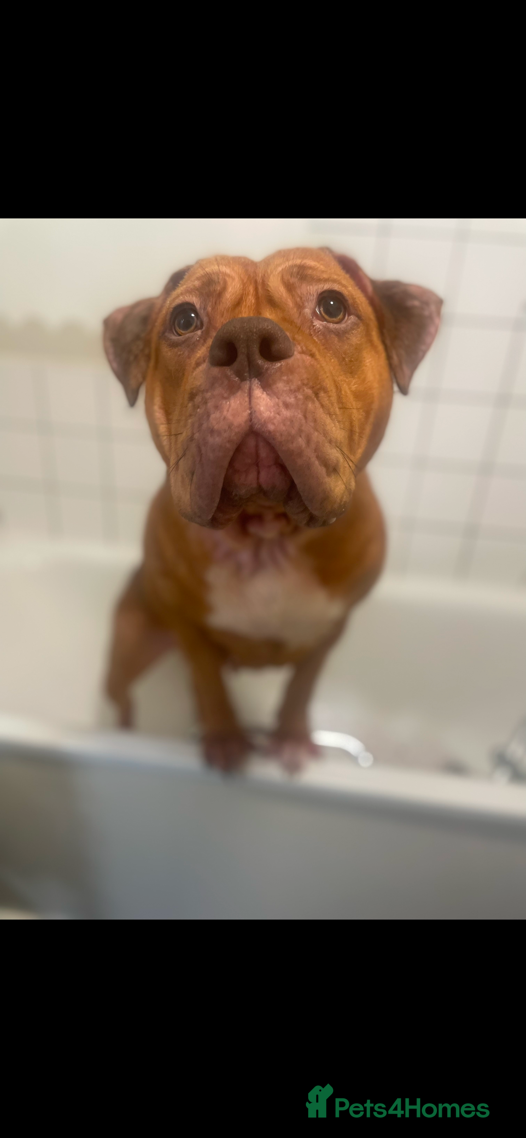 Mixed Breed dogs for sale: Beautiful Girl, sad circumstances  - Advert 2