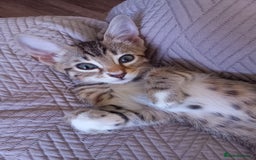 Bengal cats for sale: BENGAL Cross Kittens ♡ BLUE | READY NOW - Image 25
