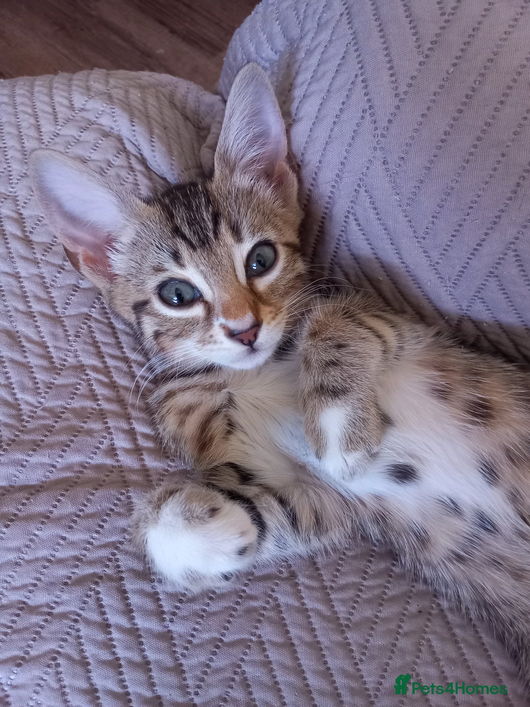 Bengal cats for sale: BENGAL Cross Kittens ♡ BLUE | READY NOW - Image 25