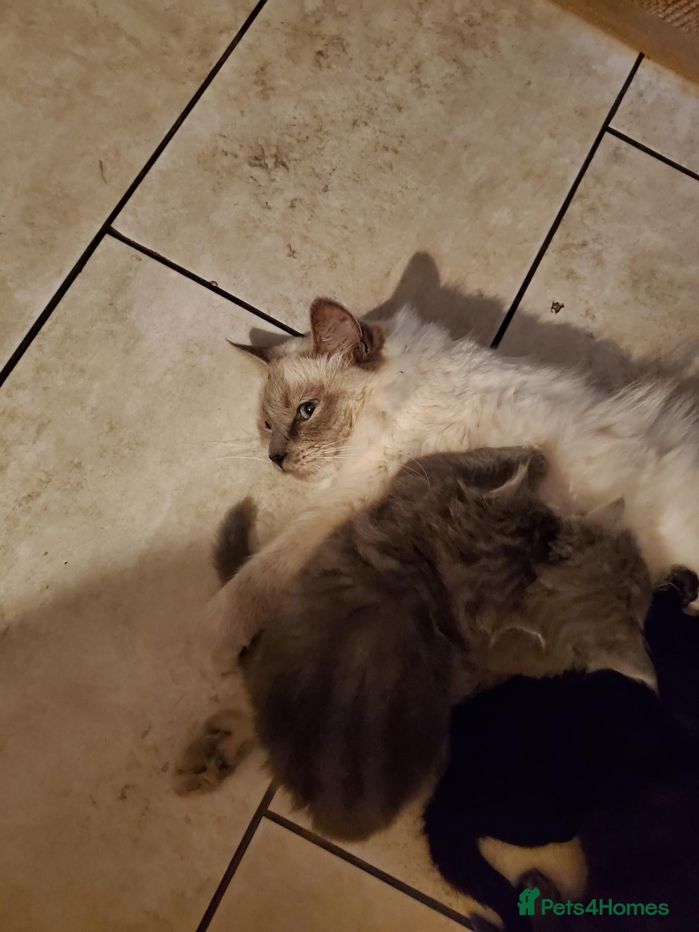 Mixed Breed cats Half Pedigree kittens - Advert 4