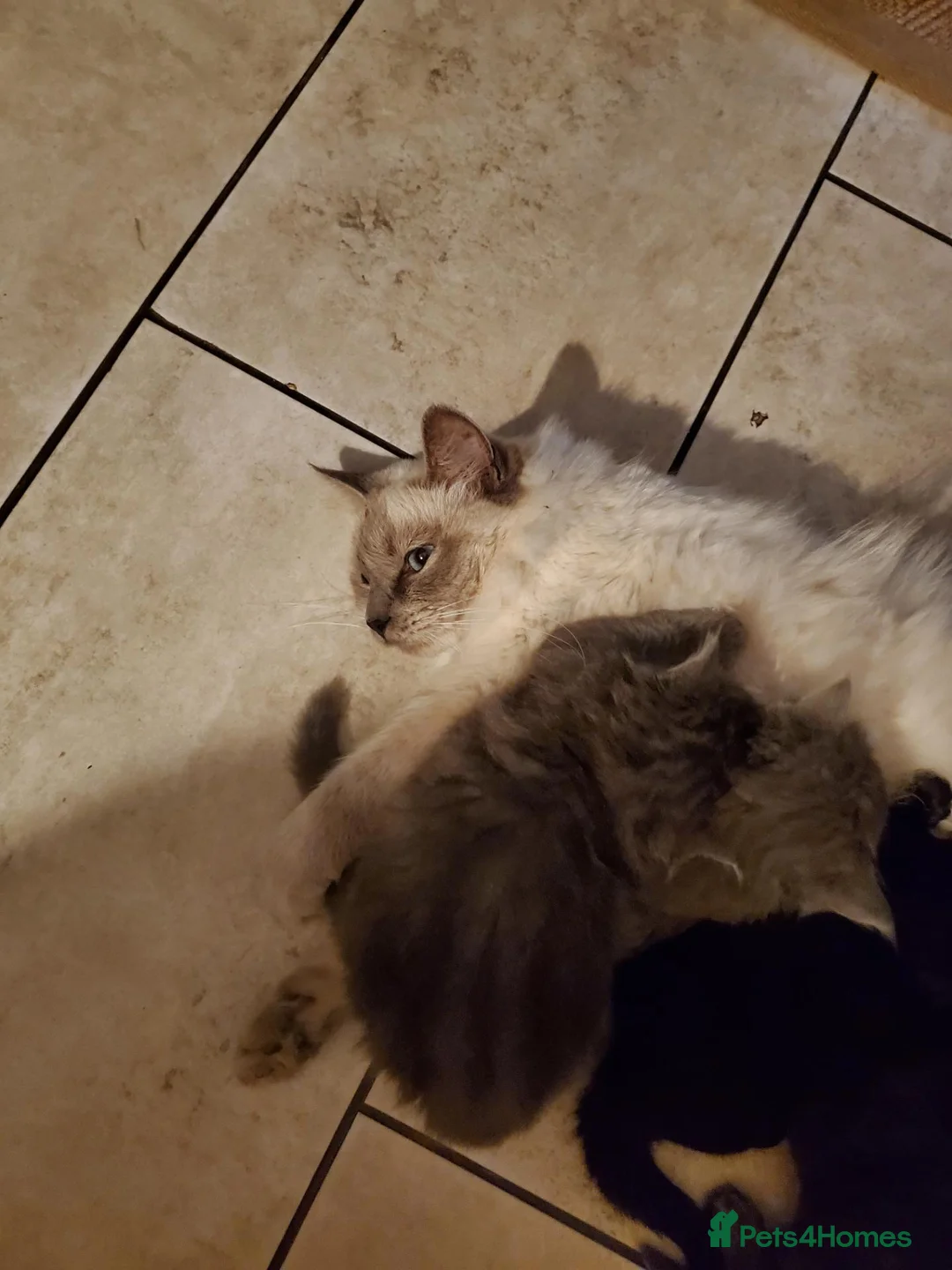 Mixed Breed cats for sale: Half Pedigree kittens - Advert 1
