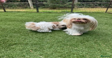 Shih Tzu dogs - Advert 6