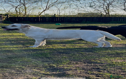 Labrador Retriever dogs for sale: Exceptional quality  - Image 15