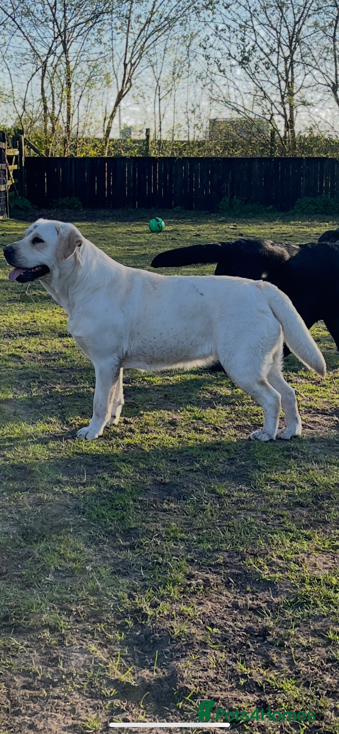 Labrador Retriever dogs for sale: Exceptional quality  - Image 15