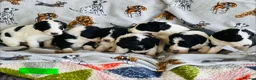 Bordoodle dogs for sale: Beautiful Bordoodle pups  - Advert 27