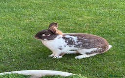 English rabbits for sale: 2 x Rabbits - Advert 2