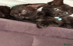 Maine Coon cats for sale: 2 boys for sale  - Image 6