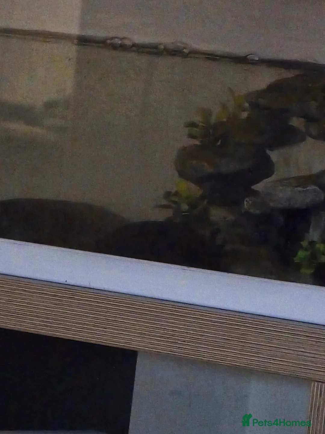 Axolotl reptiles for sale: 2 Melanoid Axolotls, tank, decor and 2 filters.  - Advert 3