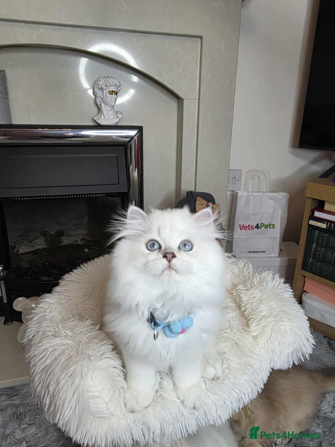 British Longhair cats for sale: Purebred British Longhair Boys-WCF Pedigree - Image 5