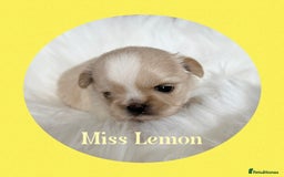 Shih Tzu dogs for sale: Stunning full Imperial Shih Tzu’s - Image 17