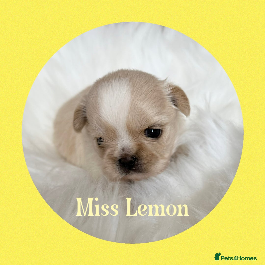 Shih Tzu dogs for sale: Stunning full Imperial Shih Tzu’s - Image 17