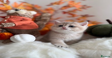 British Shorthair cats - Advert 8