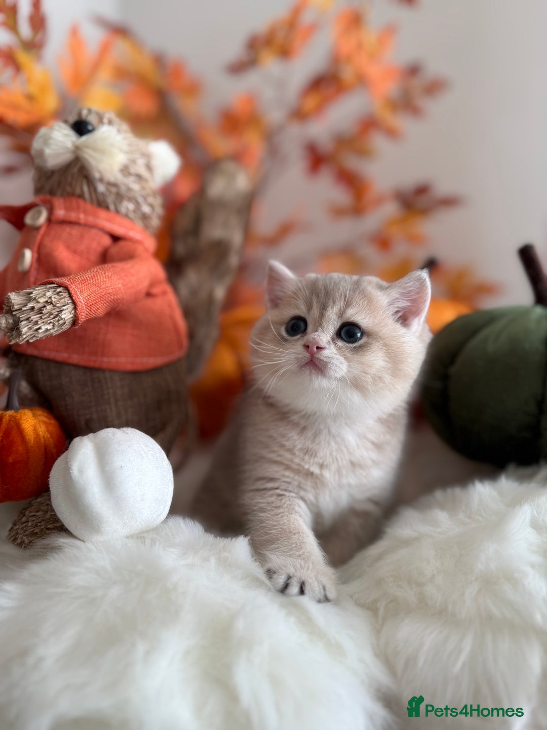 British Shorthair cats for sale: Blue Golden British Shorthair - Image 3