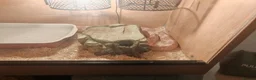 Corn Snake reptiles for sale: Male corn snake in Warrington - Advert 5
