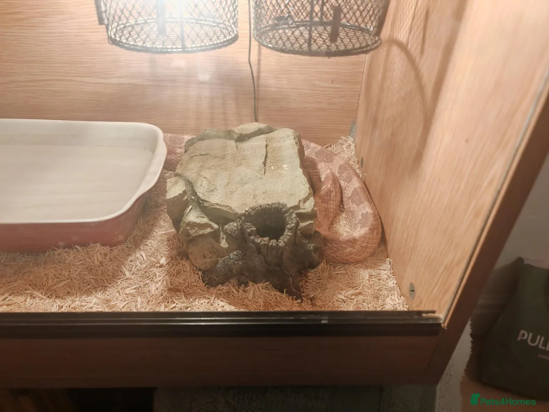 Corn Snake reptiles for sale: Male corn snake in Warrington - Advert 5