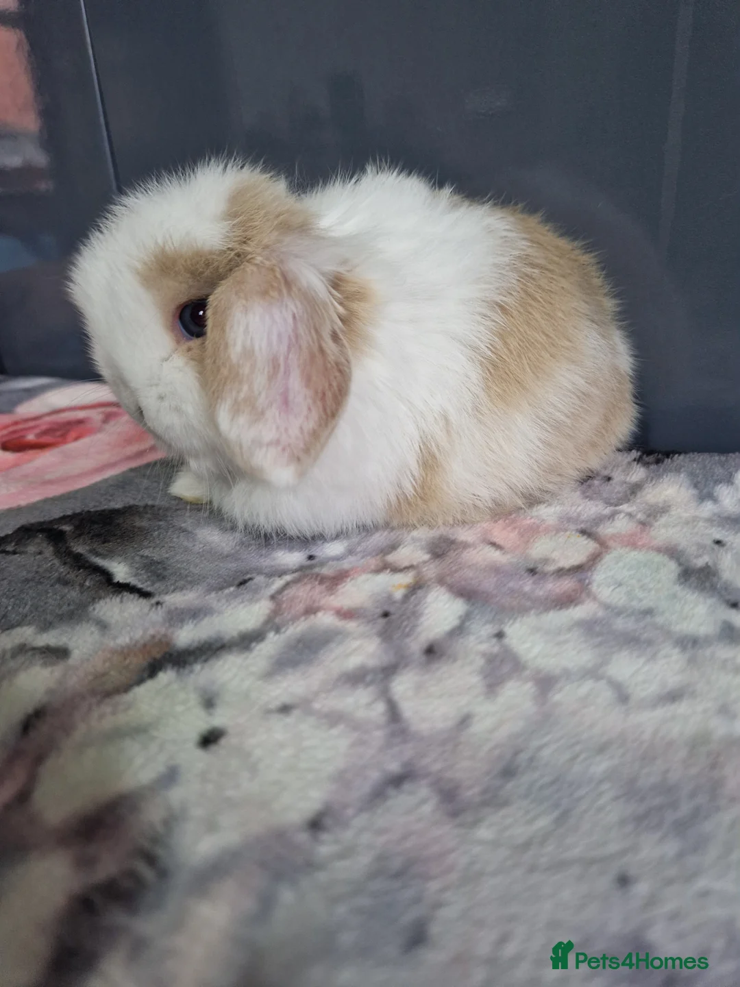 Mini Lop rabbits for sale: Lilac harli extreme  - Advert 1