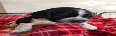 Cocker Spaniel 2