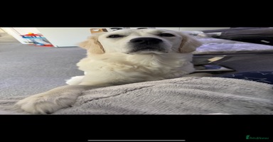 Golden Retriever dogs - Advert 1