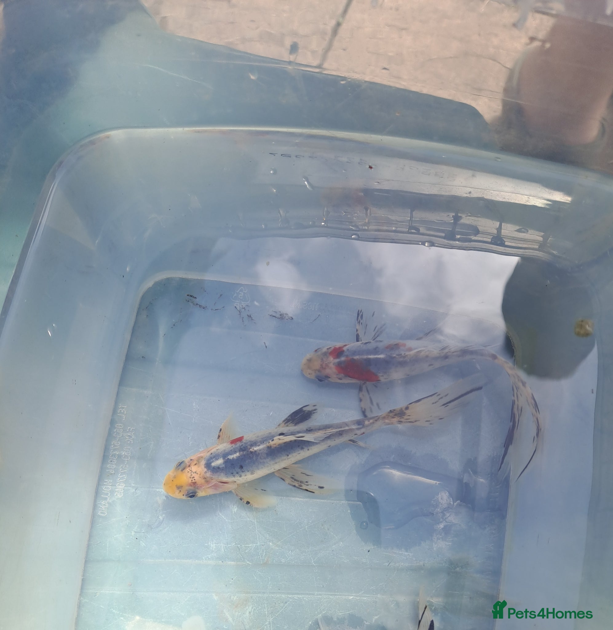 Shubunkins fish Pond fish. Shubunkins and goldfish  - Advert 2