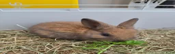 Mixed Breed rabbits for sale: 4 Hazel brown baby rabbits - Advert 5