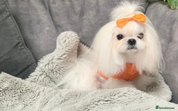 Maltese dogs for sale: ✨💫Tiny Exquisite Bambelina Maltese 💫✨ - Image 13