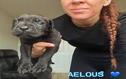 Cane Corso dogs for sale: READY REDUCED CANE CORSO - Image 24