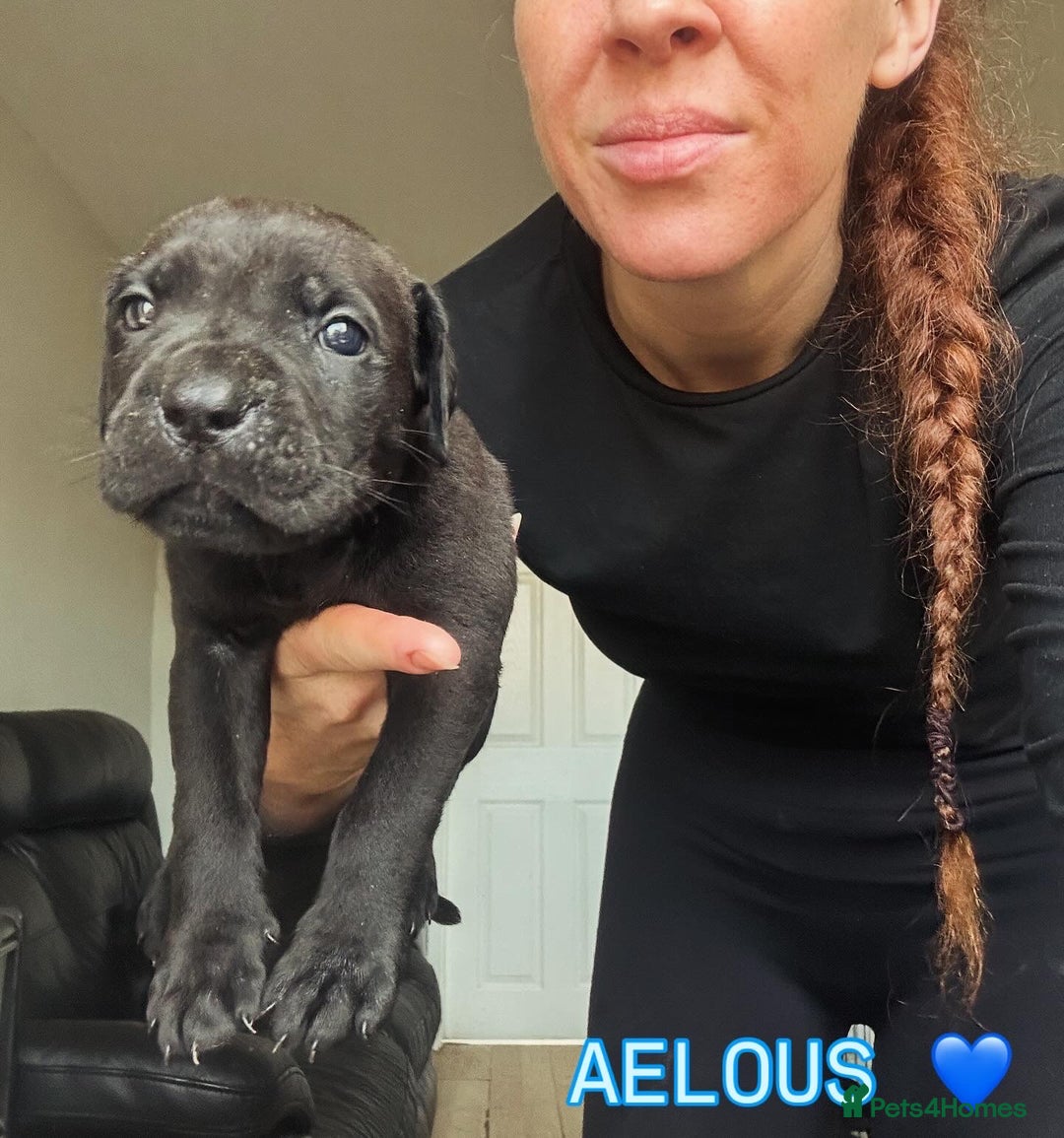 Cane Corso dogs for sale: READY REDUCED CANE CORSO - Image 24