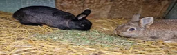 Mixed Breed rabbits for sale: Gorgeous pair of mixed breed girls- Dutch x Dwarf - Advert 5