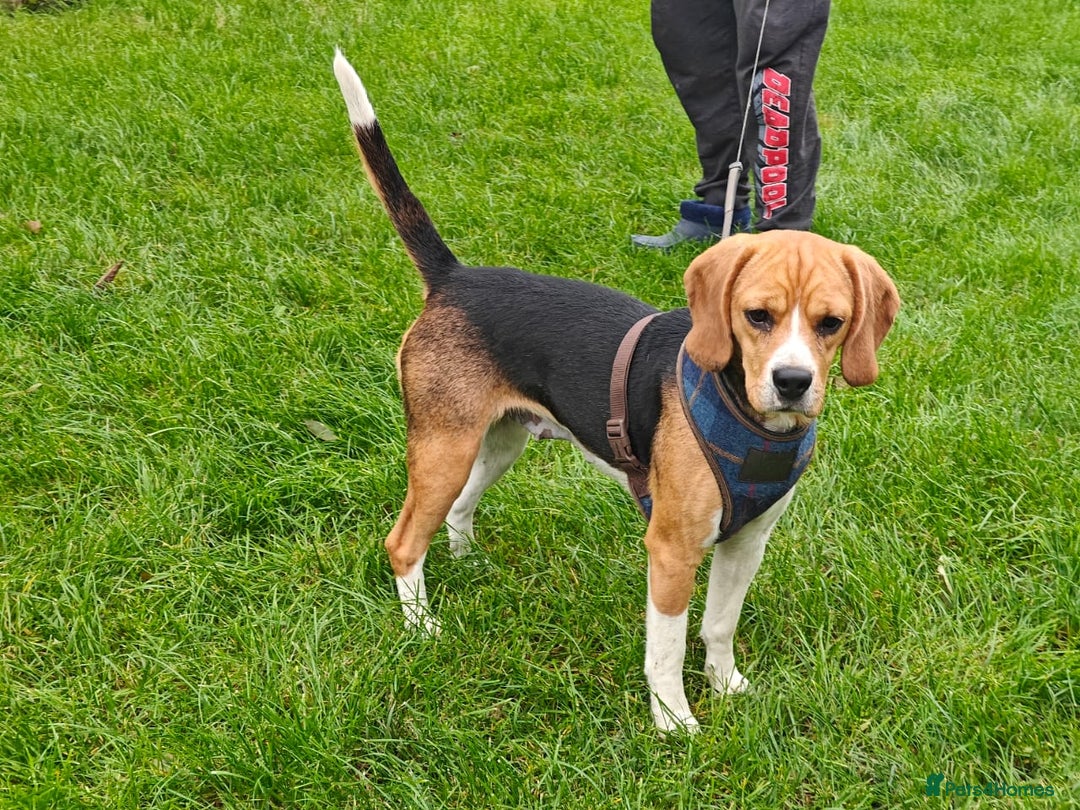 Beagle dogs for adoption: ❤️🐾 Lucy – A TRUE LITTLE GEM 🐾❤️ - Image 8
