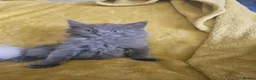 Ragdoll cats for sale: Gorgeous half ragdolls - Advert 20