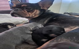 French Bulldog dogs for sale: 🐾 4 Beautiful French Bulldog Puppies 🐾 - Image 6