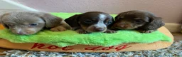 Miniature Dachshund dogs for sale: Just 2 long coat miniature dachshund puppies left - Advert 11