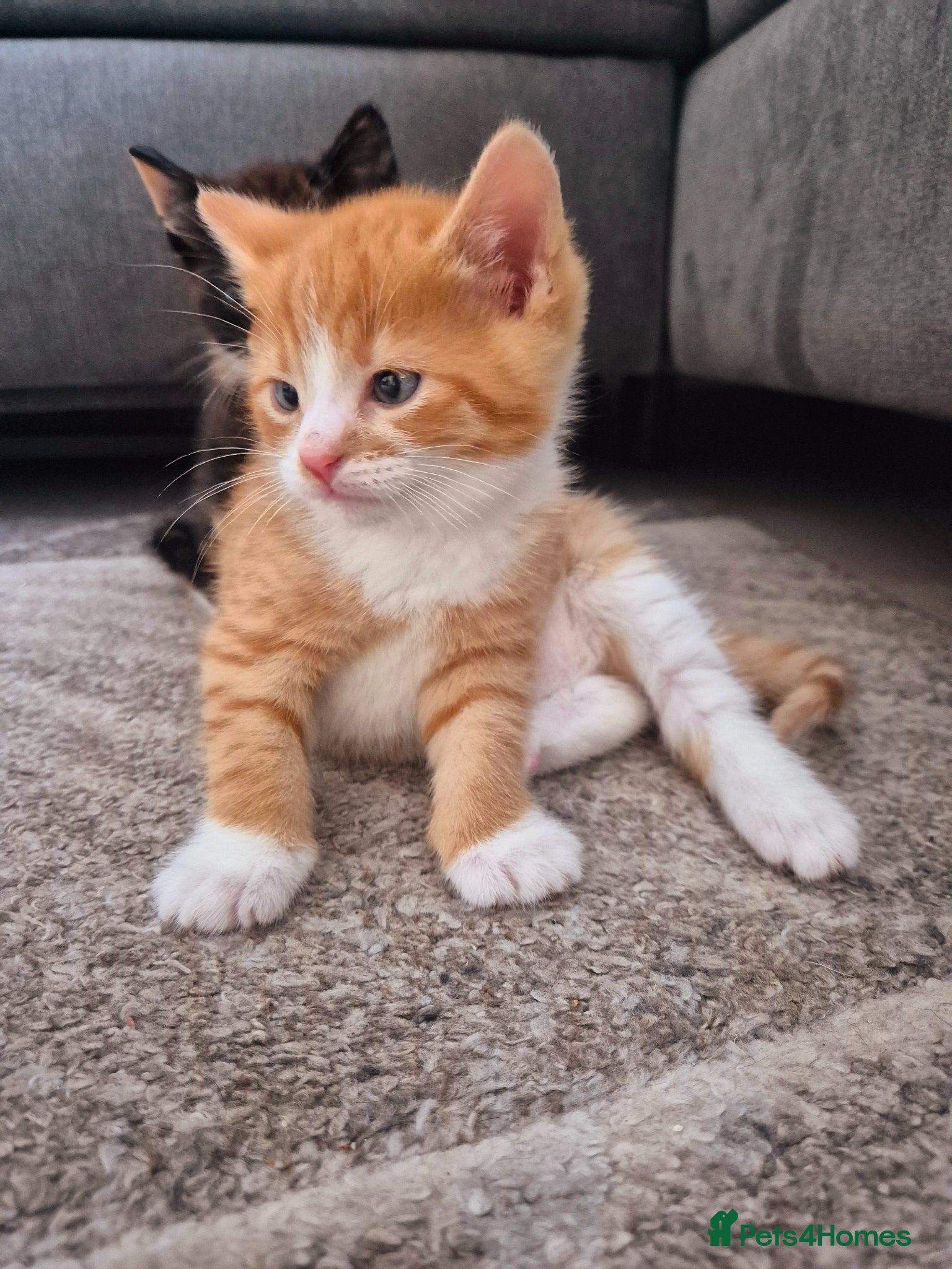 European cats Cute lovely BOY and GIRL kitten for sale  - Advert 1