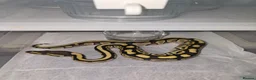 Python Snake reptiles for sale: Royal python/ corn snake / hatchling / adults  in Elland - Advert 8