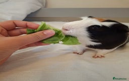 Guinea Pig rodents for sale: 2 friendly guinea pigs, indoor and outdoor cage - Image 1