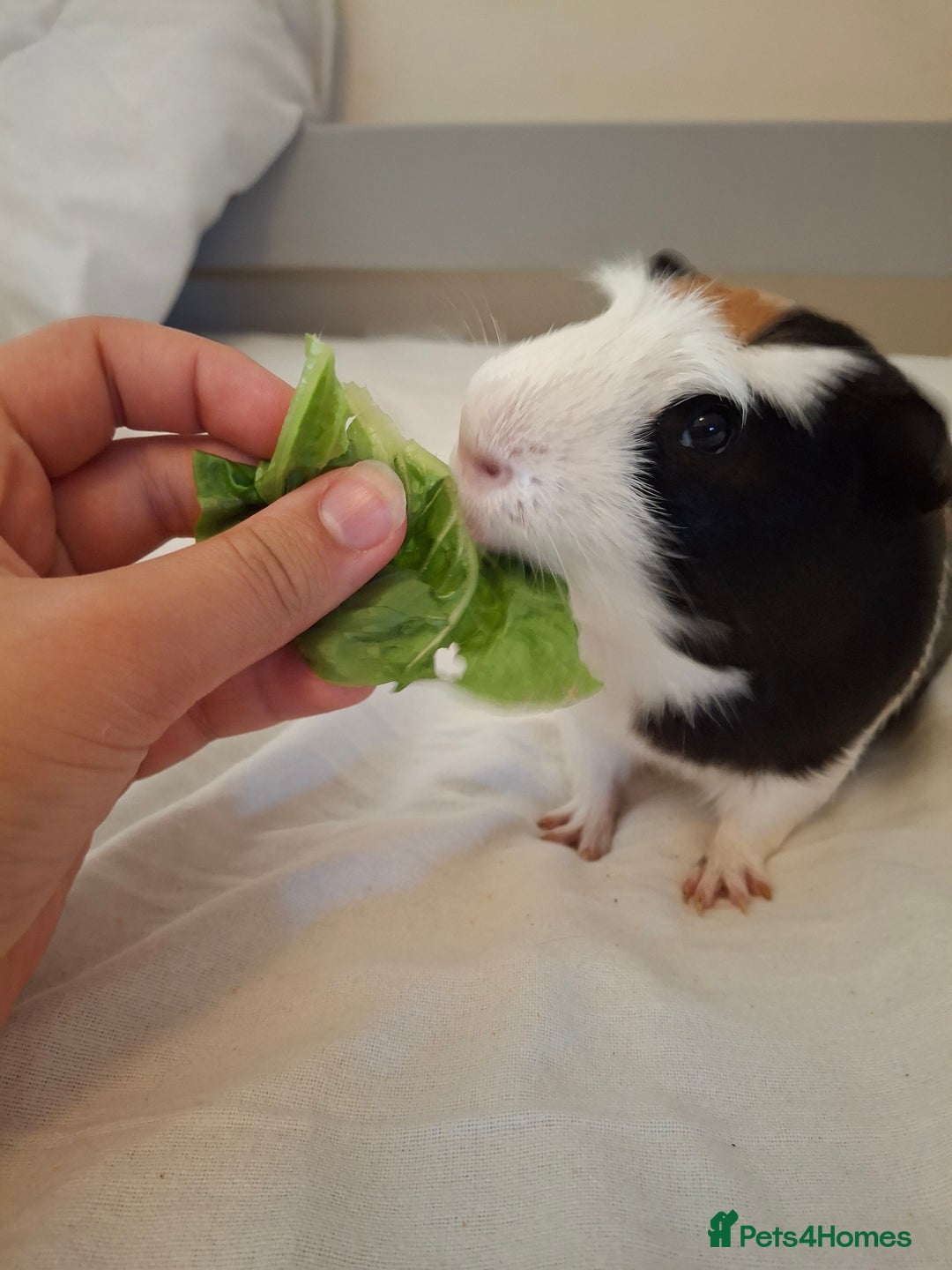 Guinea Pig rodents for sale: 2 friendly guinea pigs, indoor and outdoor cage - Image 1