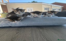 British Shorthair cats for sale: BSH Tortoise Shell  - Image 15