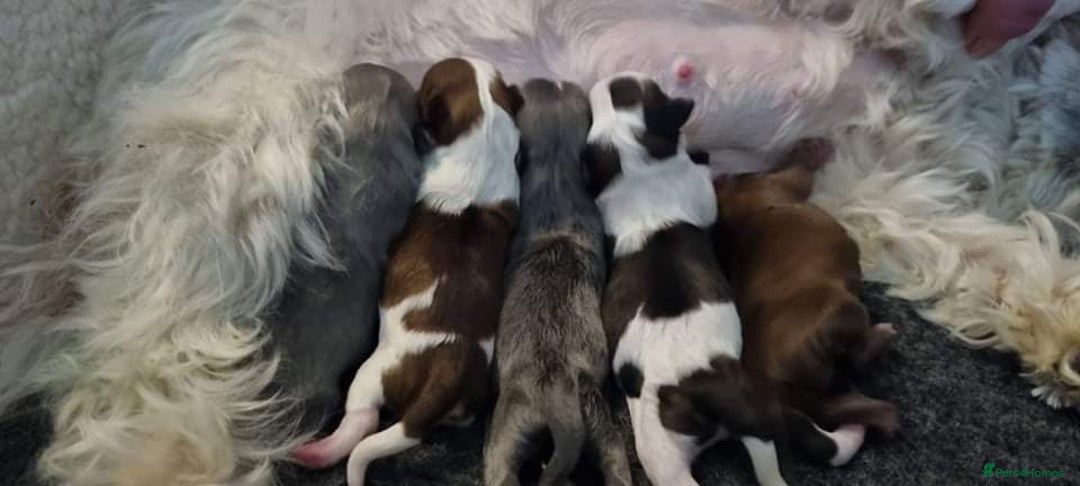 Shih Tzu dogs for stud: Kc Registered Shih Tzu for stud in Bournemouth - Advert 7