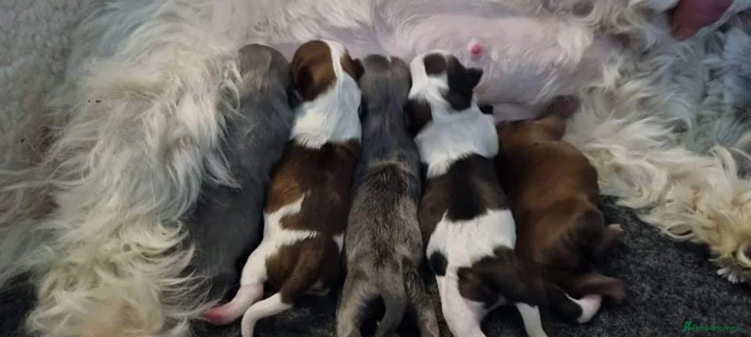 Shih Tzu dogs for stud: Kc Registered Shih Tzu for stud in Bournemouth - Advert 8