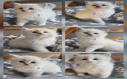 Ragdoll cats for sale: HCM/PKD clear ragdoll boys - Image 1