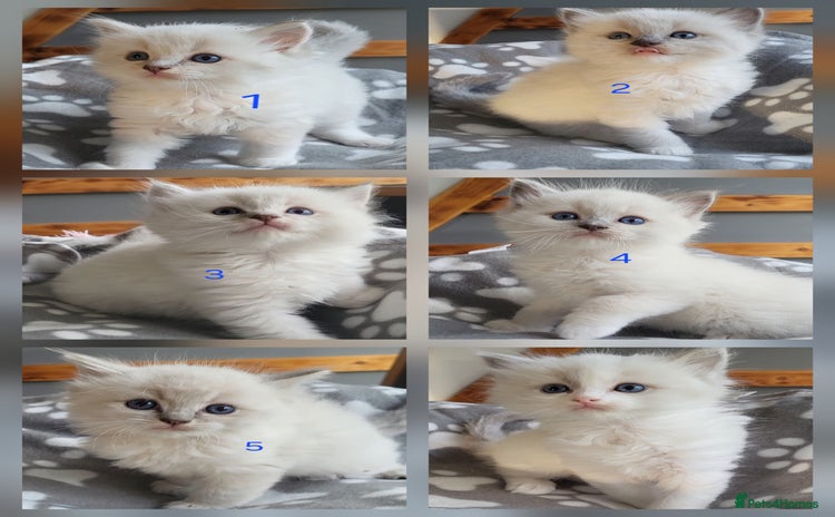 Ragdoll cats - Advert 3