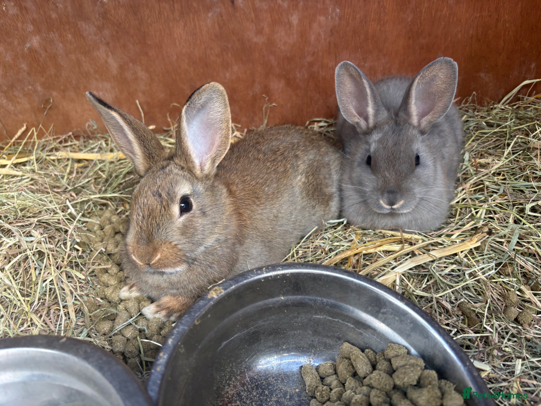 Mixed Breed rabbits Adorable Baby Buck Rabbits for Sale - Advert 23