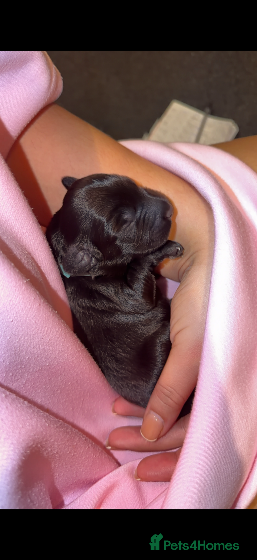 Cockapoo dogs for sale: Beautiful litter of cockapoos - Advert 1